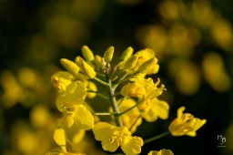 Raps och maskrosor